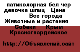 патиколорная бел/чер девочка шпиц › Цена ­ 15 000 - Все города Животные и растения » Собаки   . Крым,Красногвардейское